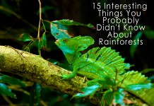 15 Interesting Things You Probably Didn't Know About Rainforests