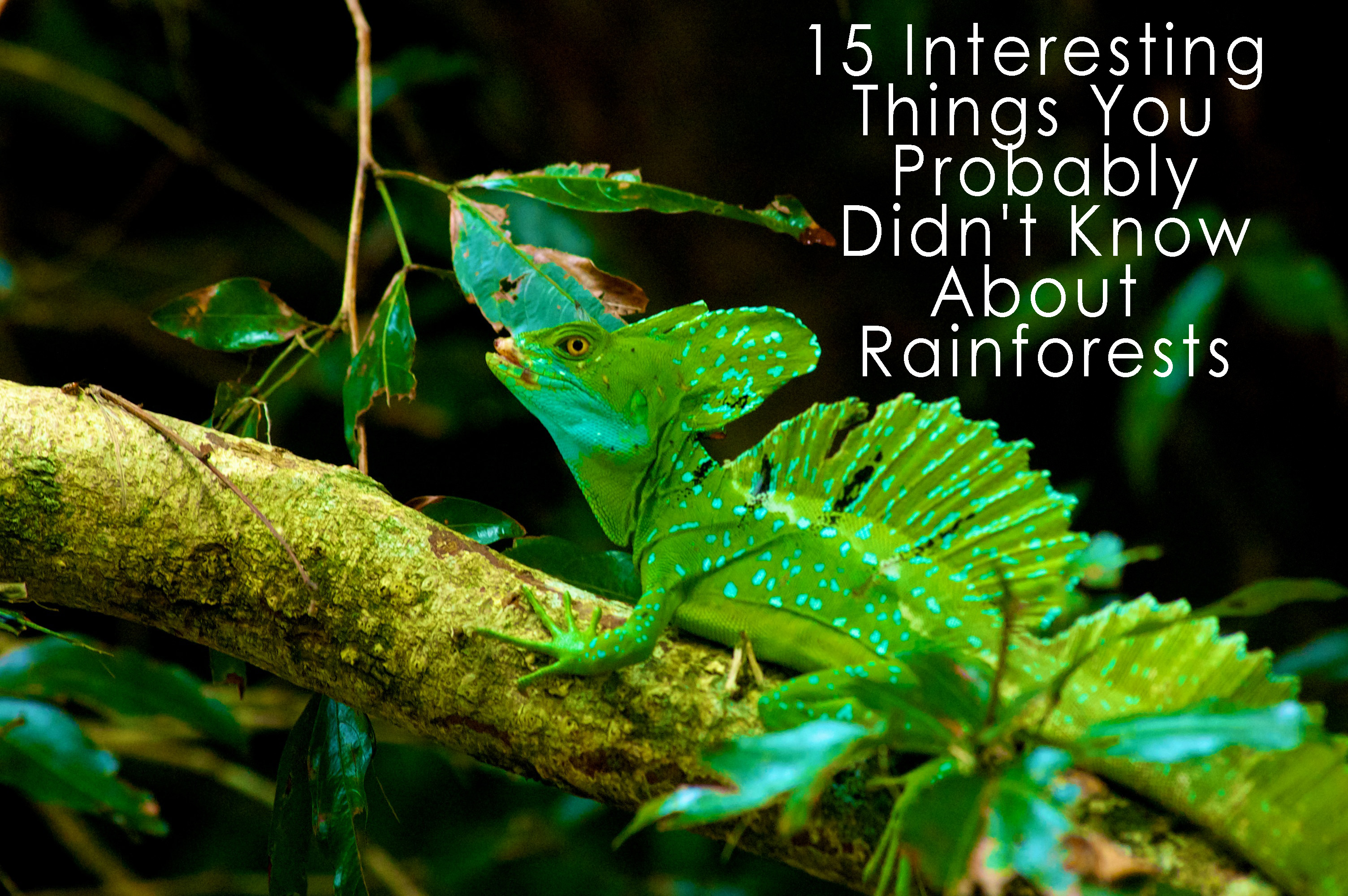 An Interesting Historic Facts About Rainforests