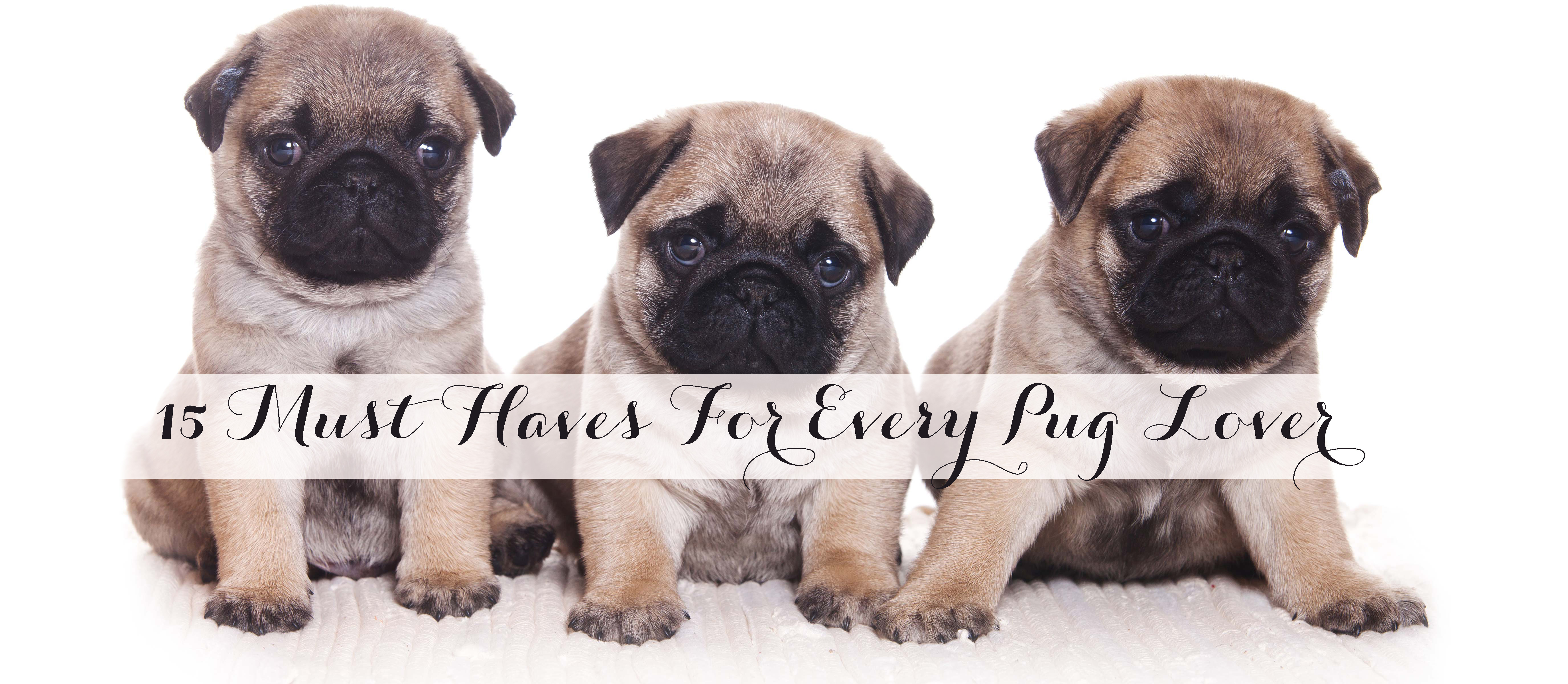 15 Must Haves For Every Pug Lover