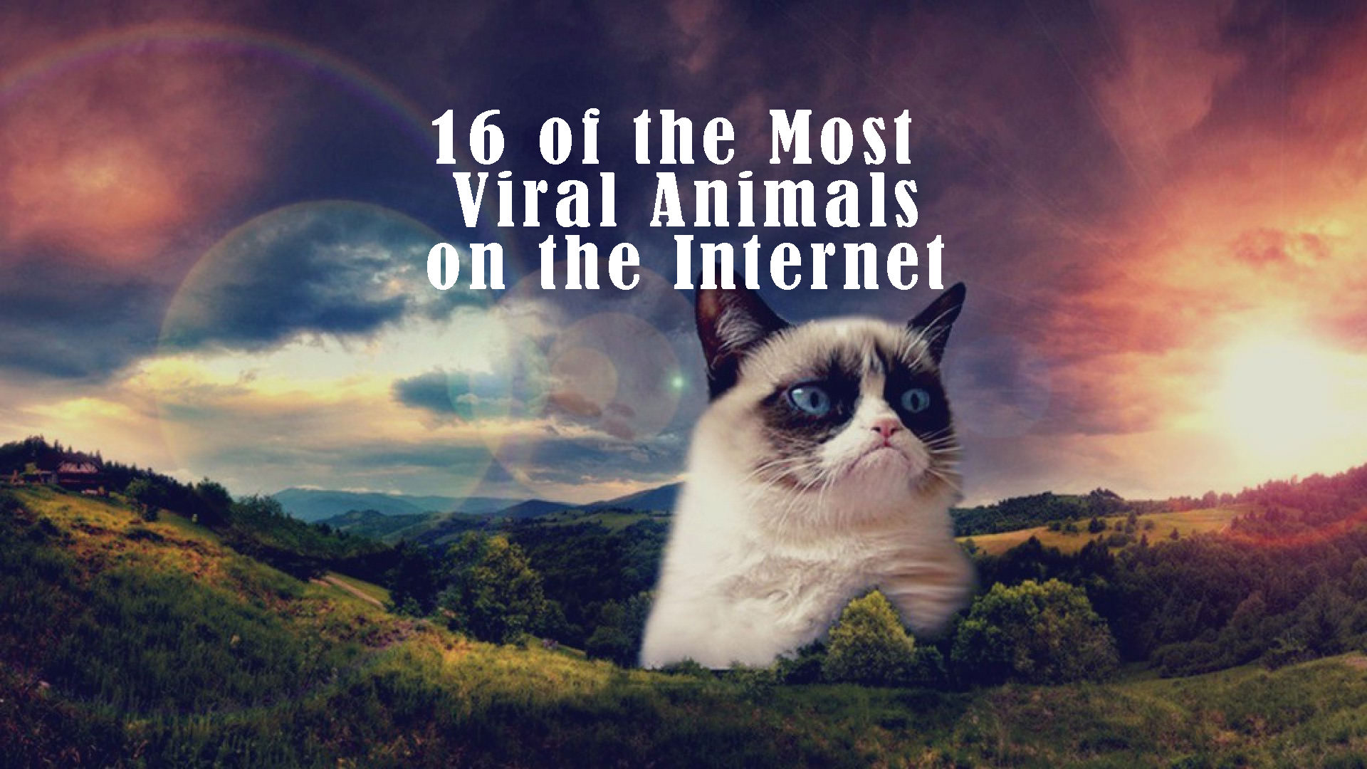 Grumpy Cat and Other Most Viral Animals on the Internet