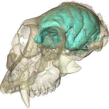 15 Million Year Old Monkey Skull Found By Scientists- Find Out More Here!