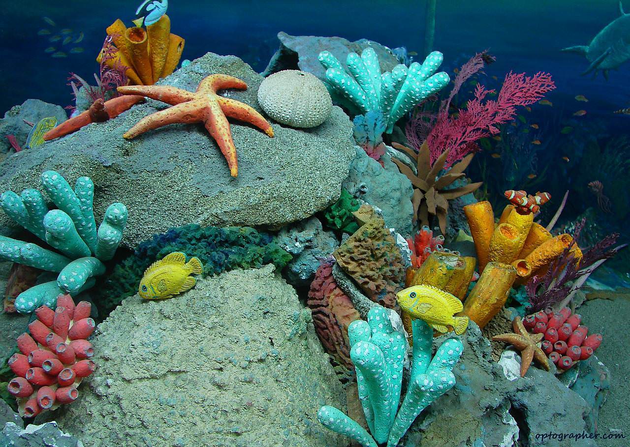 21 Awesome Facts About Our Oceans