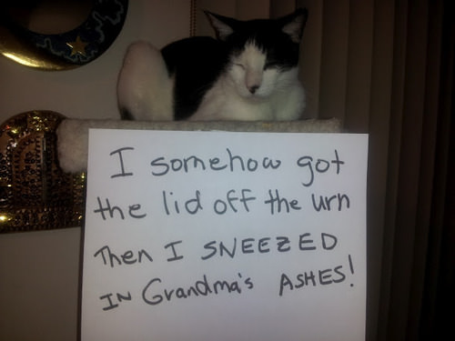 19 Cats Who Don’t Care About Their Actions – I would Disown # 19