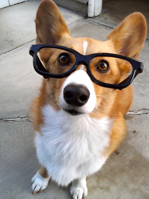 18 Reasons Why Corgis are the Cutest