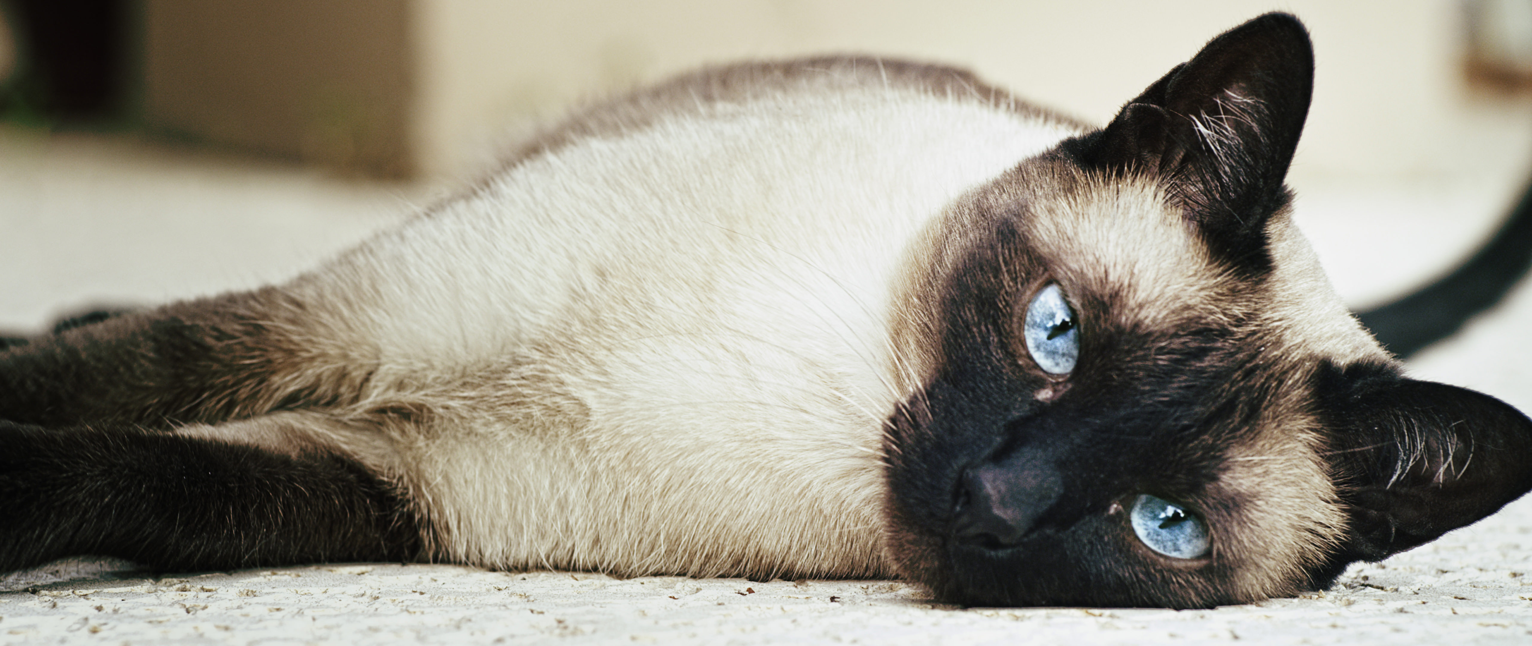 Persuasive Reasons Why You Should Own a Siamese Cat