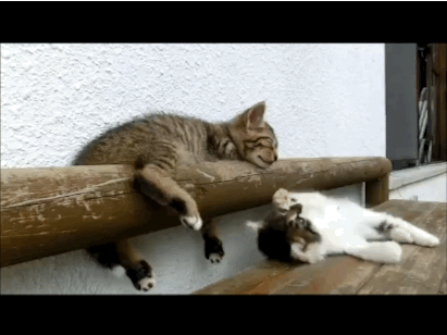 cute sleeping cats 