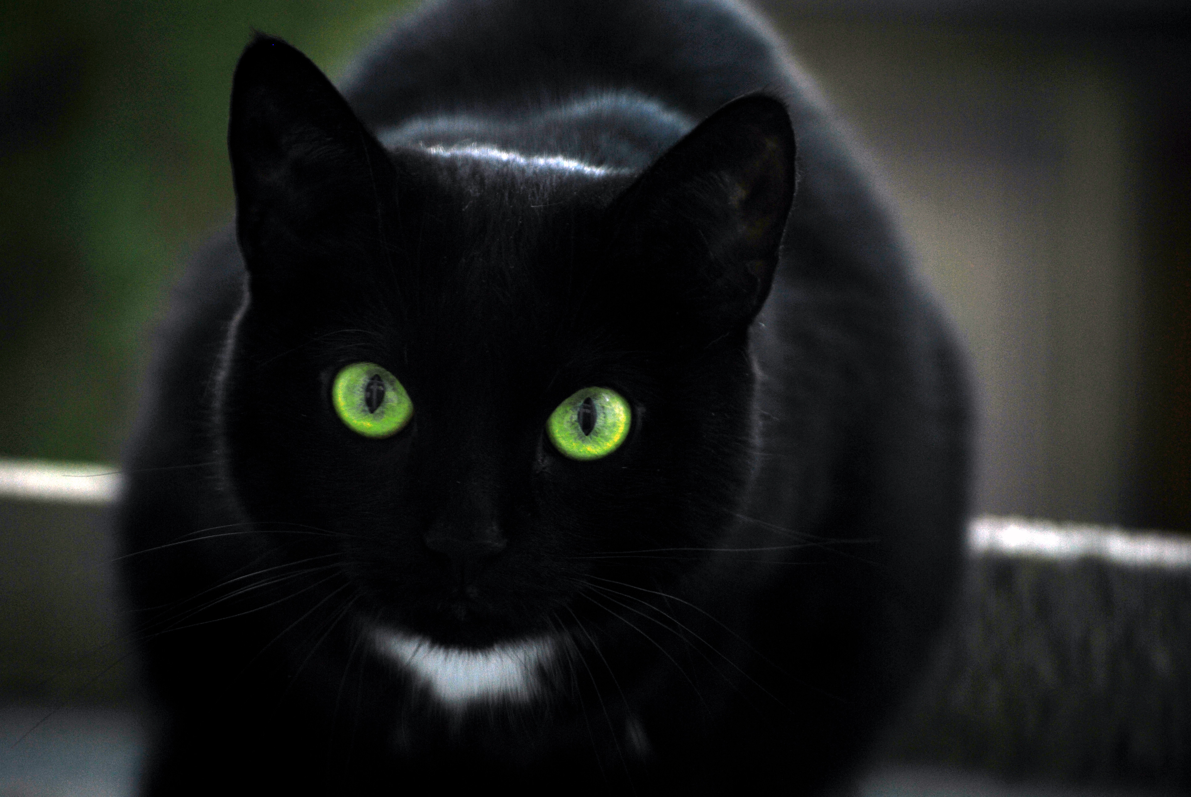 Why We Think Black Cats are Not As Notorious As You Think – They Are Cuter Actually!
