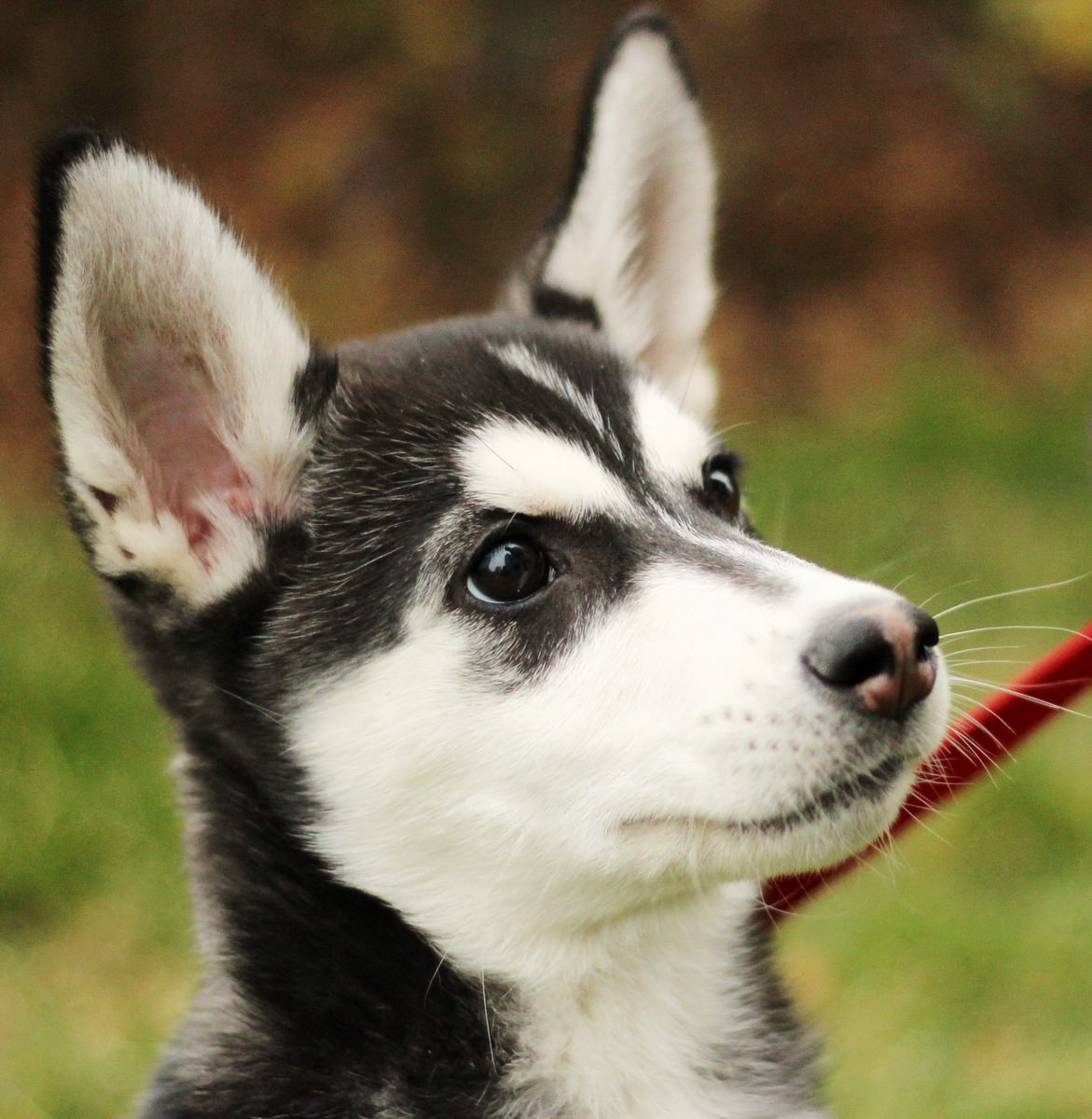 14 of the Cutest Crossbreed Dogs You’ll Want – #10 is Gorgeous!