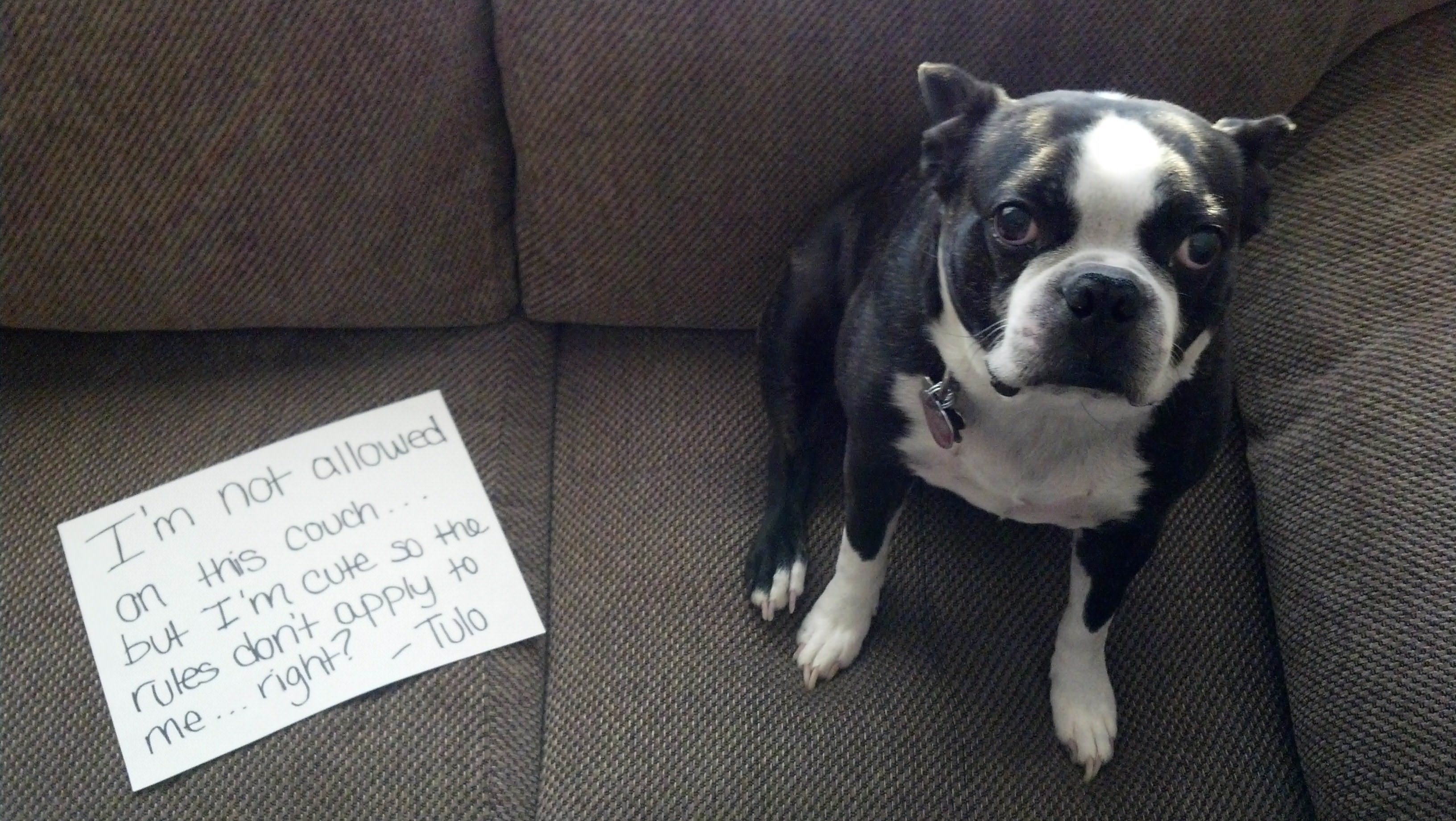 12 Guilty Dogs So Cute You’ll Forget How Naughty They Are