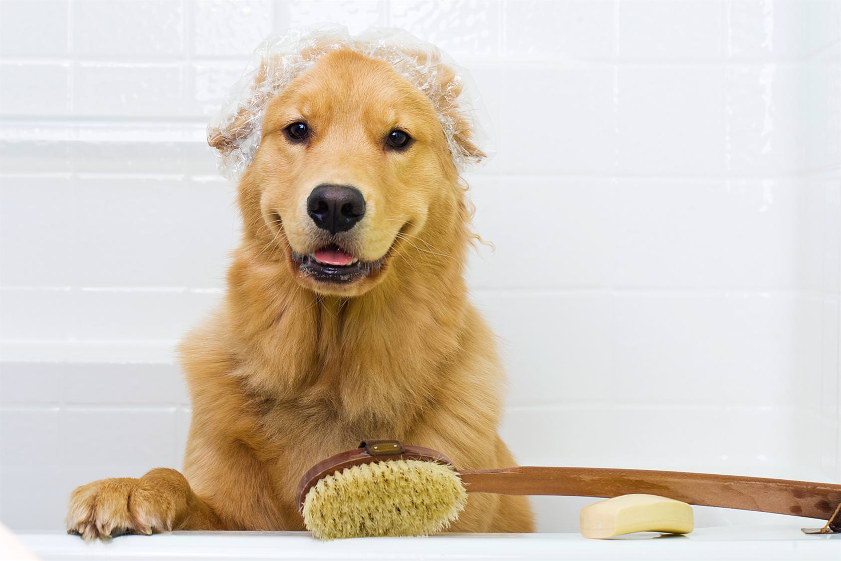 16 Animals Taking a Bath That Will Make Your Day – #10 Couldn’t Get Any Cuter