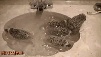 animals taking a bath