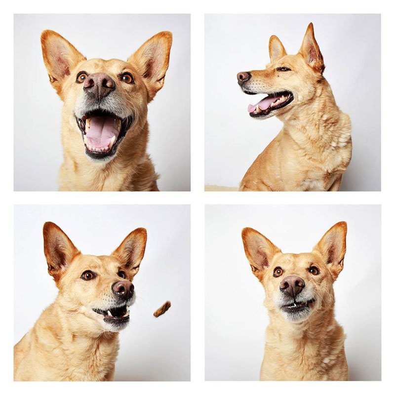 humane-society-of-utah-photo-booth-dog-pics-to-increase-adoption-11
