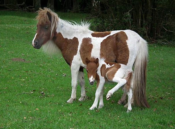 animals and their mini-me