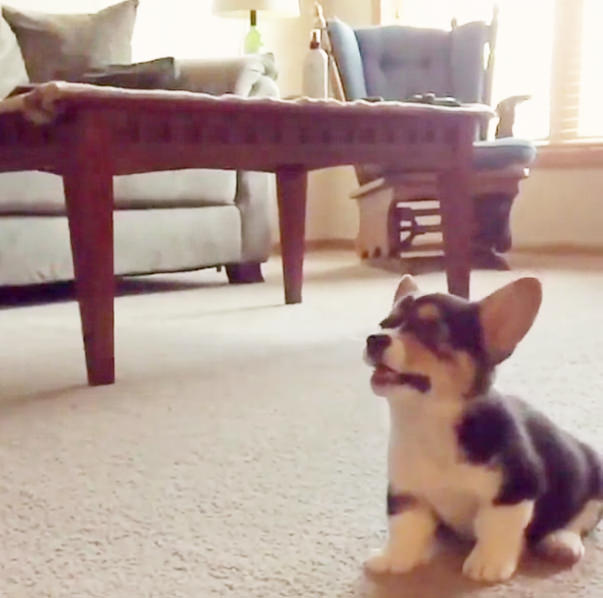 This Puppy’s Heroic Effort Will Make You Leave Everything & … Clap