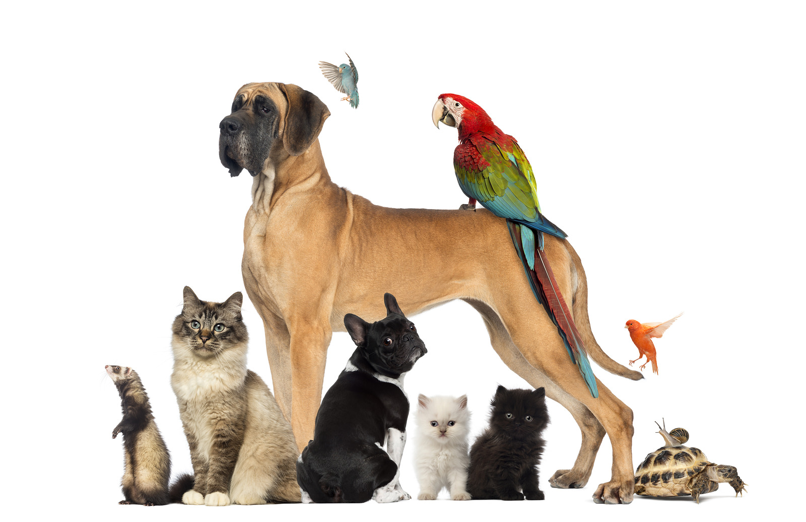 10 Apps For Pet Owners – #2 Is a Pet Owner Essential