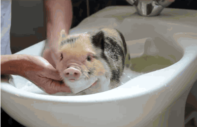 animals taking a bath
