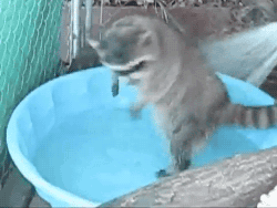 animals taking a bath 