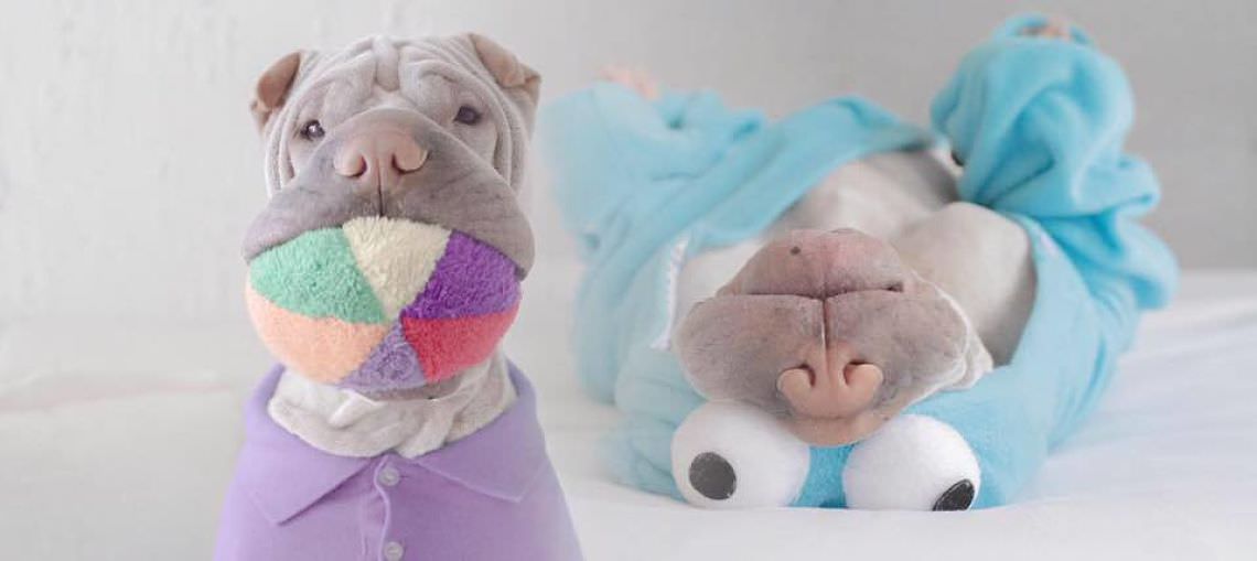 This Cat and Shar Pei Are Beautiful Best Animal Friends