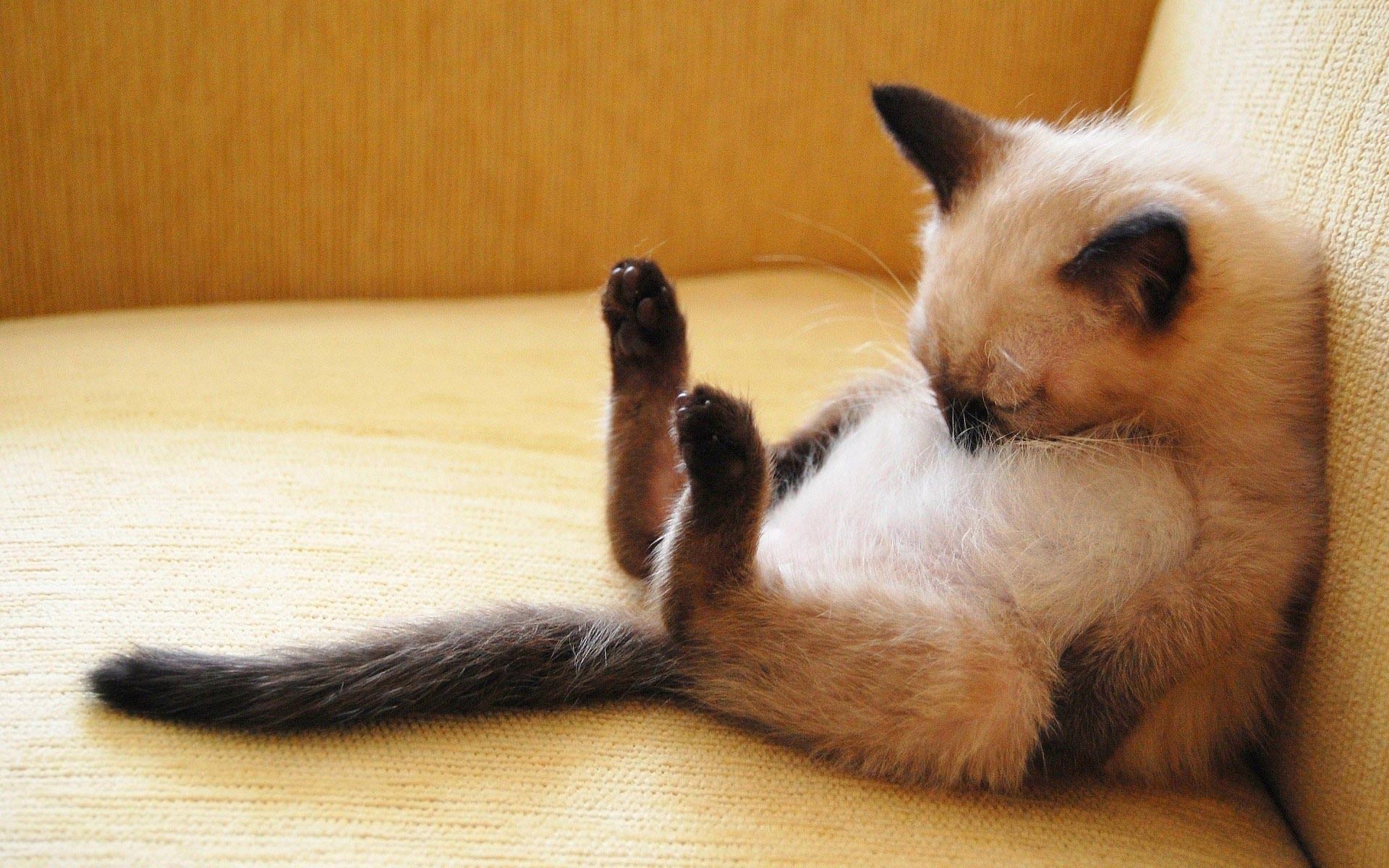 Sleeping Cuties – 19 Gorgeous Snoozy Kitties Who Will Steal Your Heart!