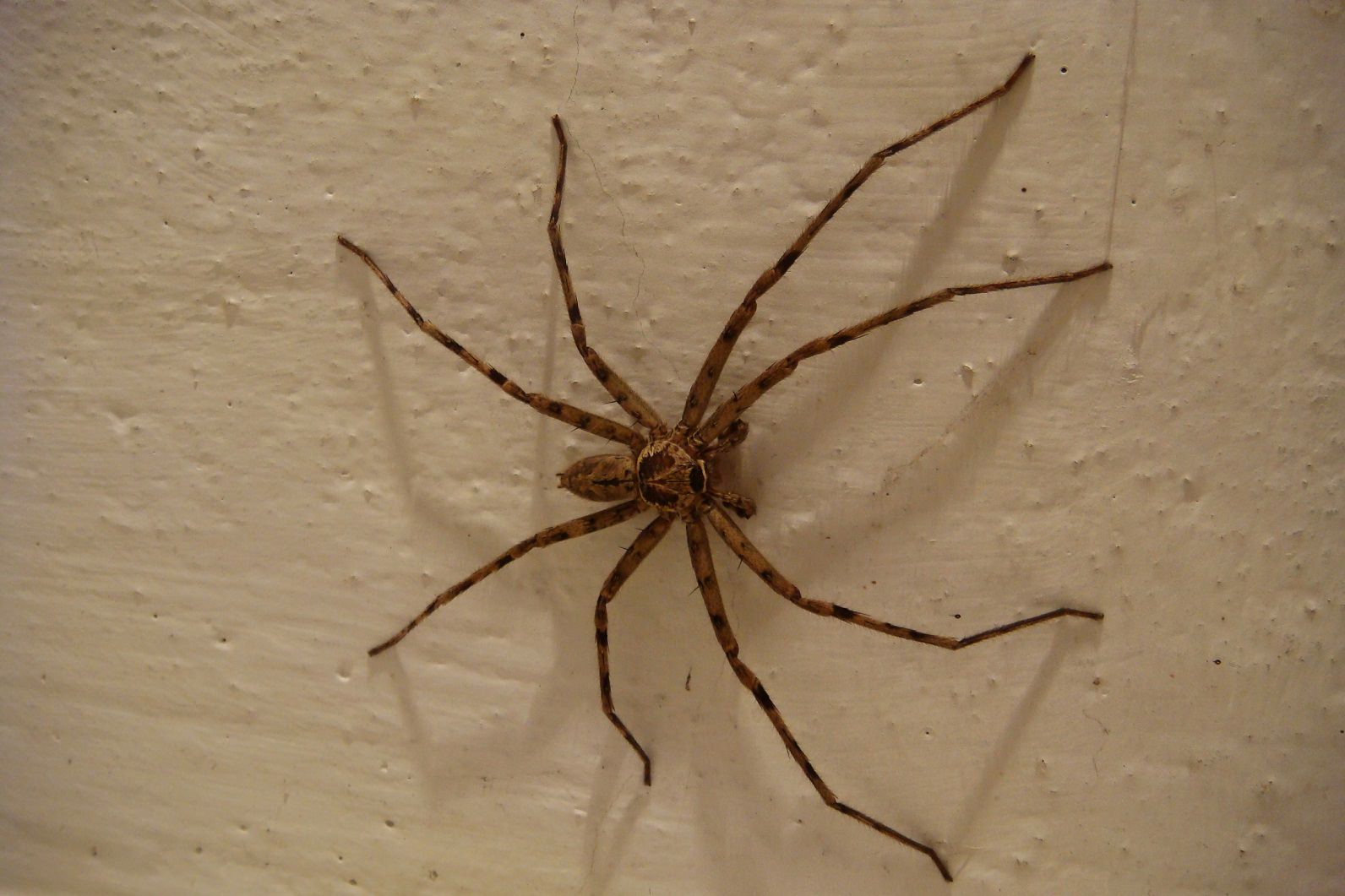 Guy Spots A Spider On the Wall, Zooms Out & Oh No! Unbelievable