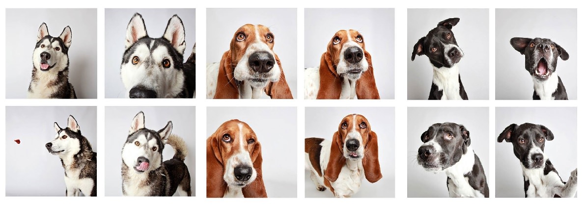 This Adorable Doggy Photo Booth Is Helping Animals Find Homes