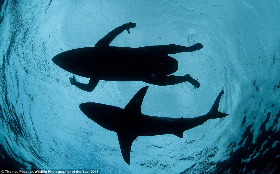 'The Shark Surfer' by Thomas Peschak, Wildlife Photographer of The Year 2015