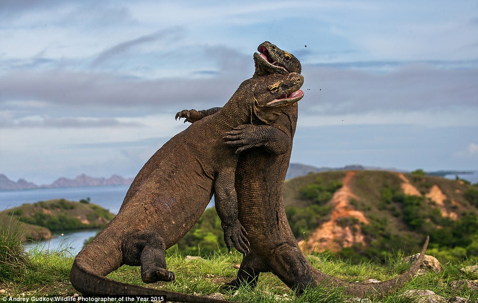 'Komodo judo' by Andrey Gudkov, Wildlife Photographer of The Year