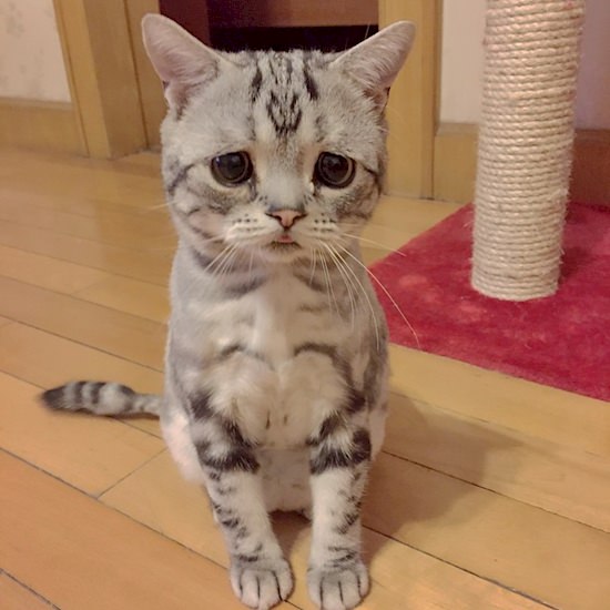 Luhu, The World's Saddest Cat