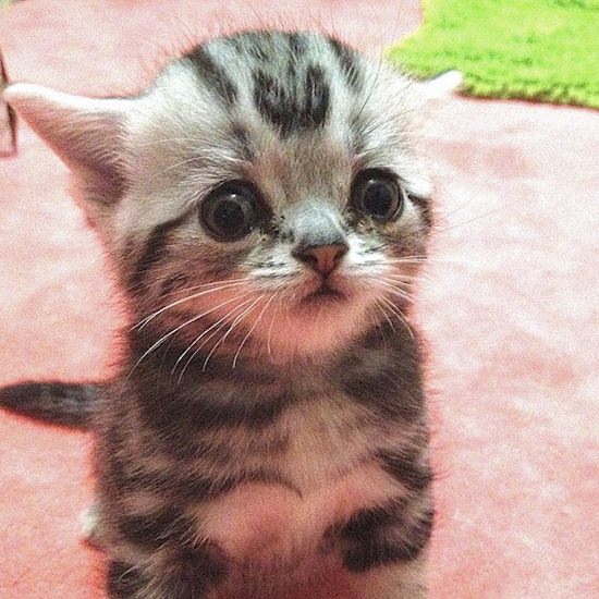 Luhu, The World's Saddest Cat as a kitten