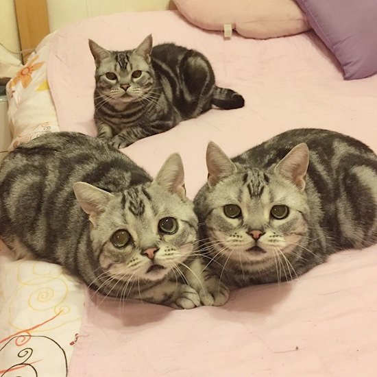 Luhu, The World's Saddest Cat with his brothers Barher and Bardie
