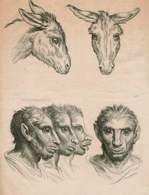 humans evolved