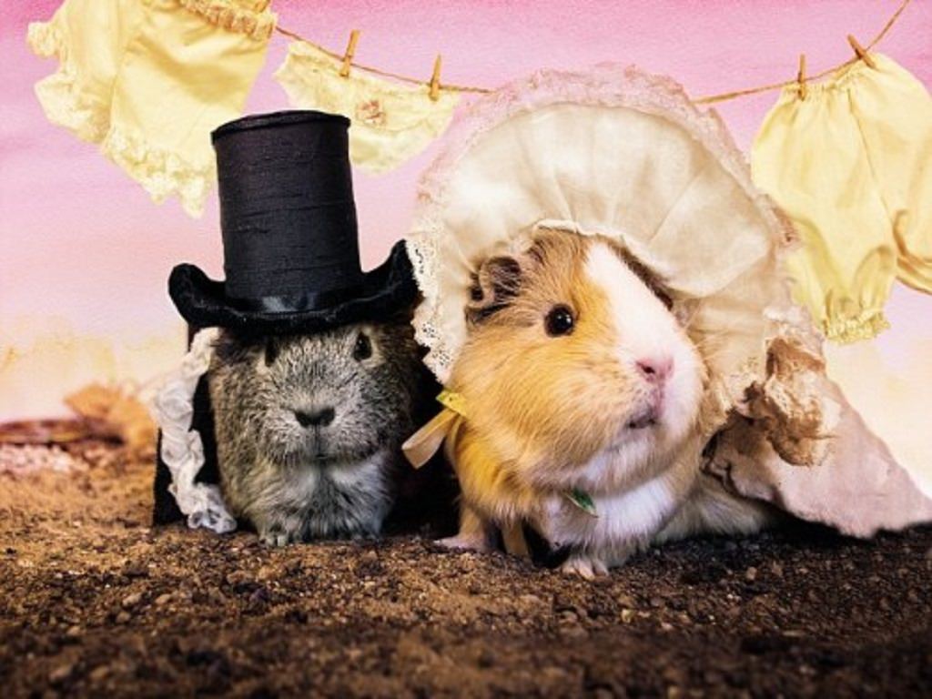 These Guinea Pigs are Dressed Up as Your Fav. Characters – Check out what Role are They Playing