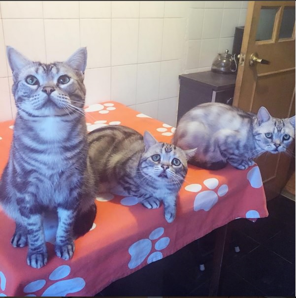 Luhu, The World's Saddest Cat with his brothers Barher and Bardie