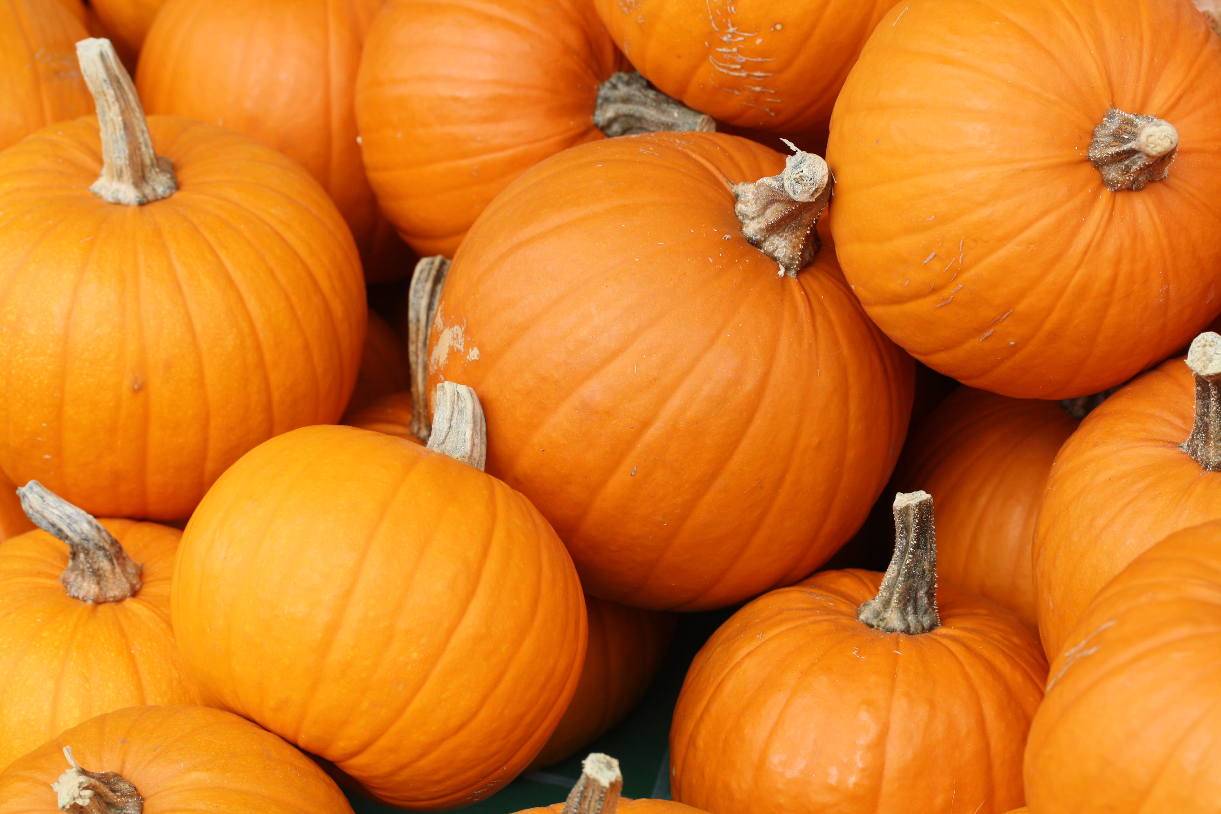 Pumpkin Power! 12 Things To Do With All That Leftover Pumpkin This Month