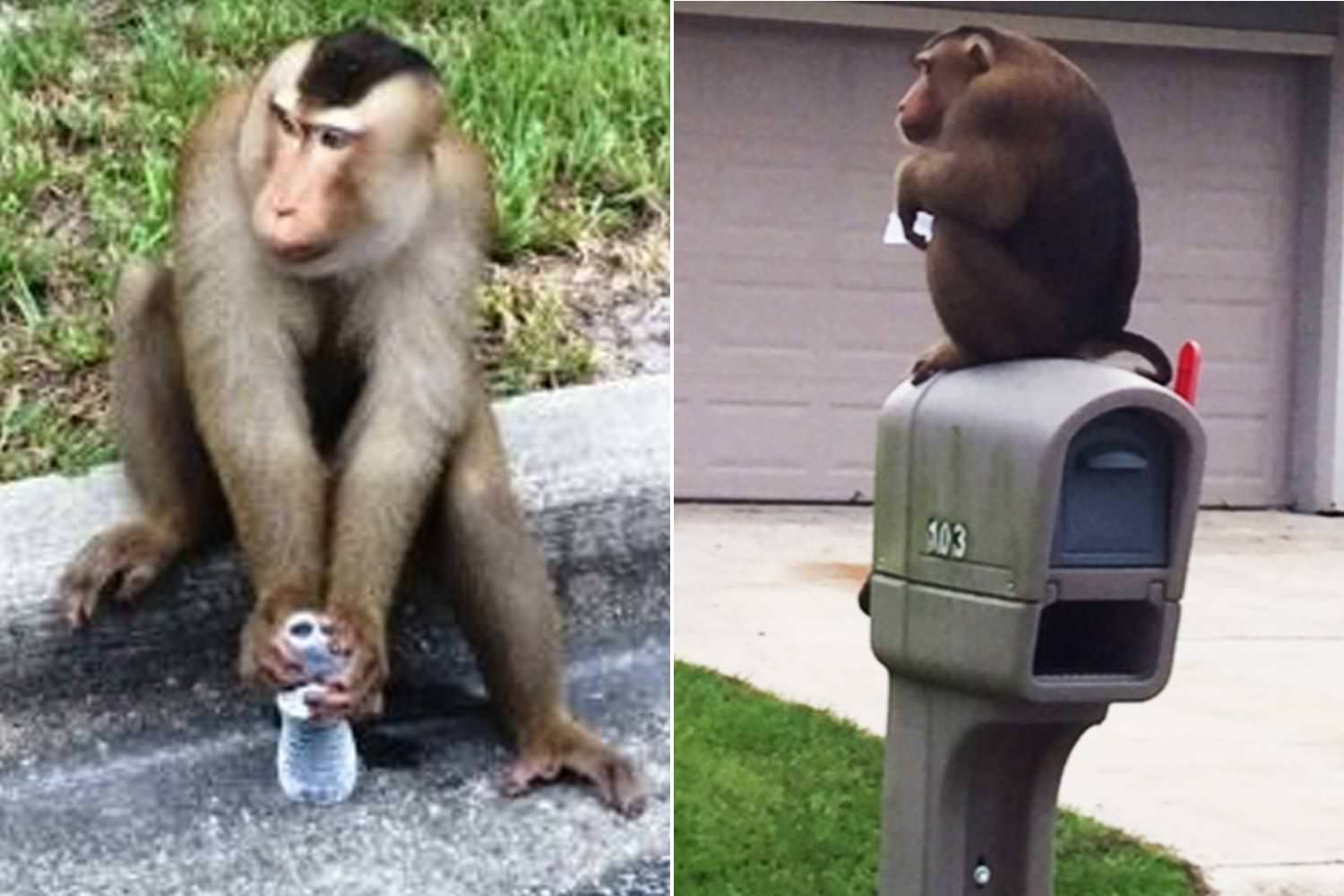 This Monkey Got Loose In Florida And Guess What Did It Do to People?