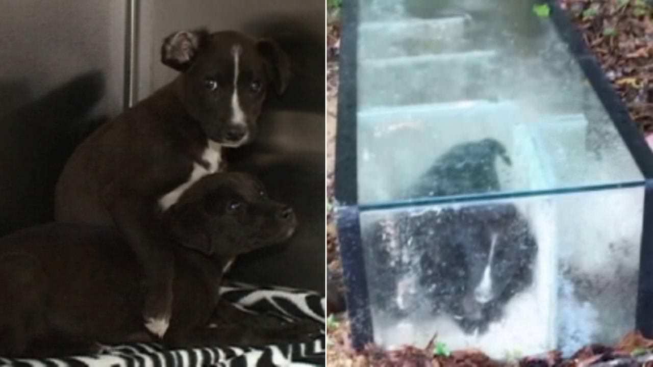 Man Finds Puppies Cemented Into Fish Tank – What Happens Next Will Amaze You