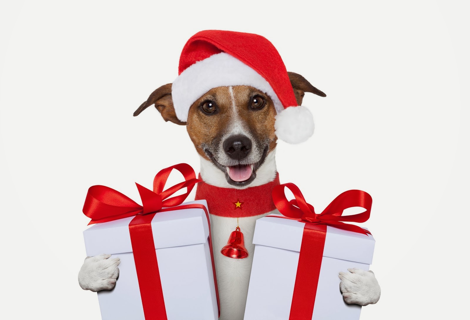 10 Pets Dressed Festively Are Sure to Steal The Show This Christmas