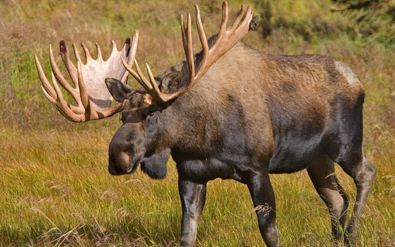 Savagery at Its Worst – Hunters Take Down Two Moose Before Realising They’re Shooting Into A Zoo