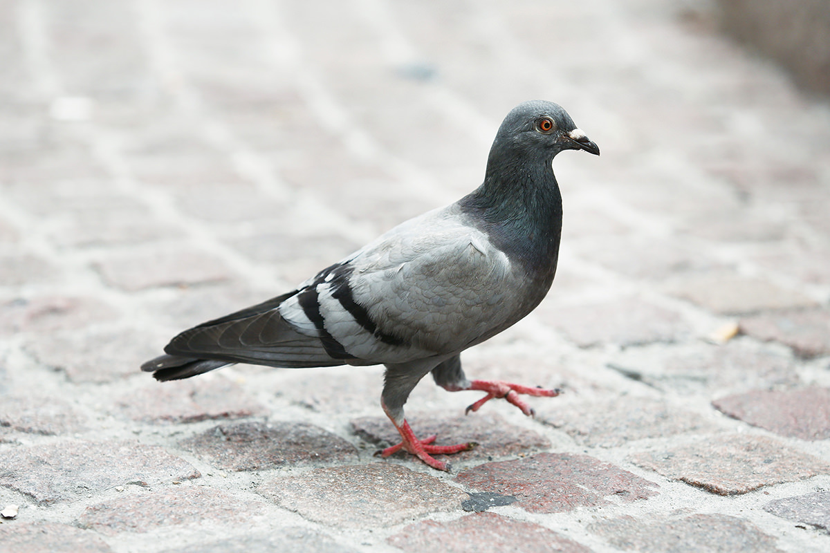 Pigeons Are Able To Detect Cancer, Find Out More About this Amazing Discovery