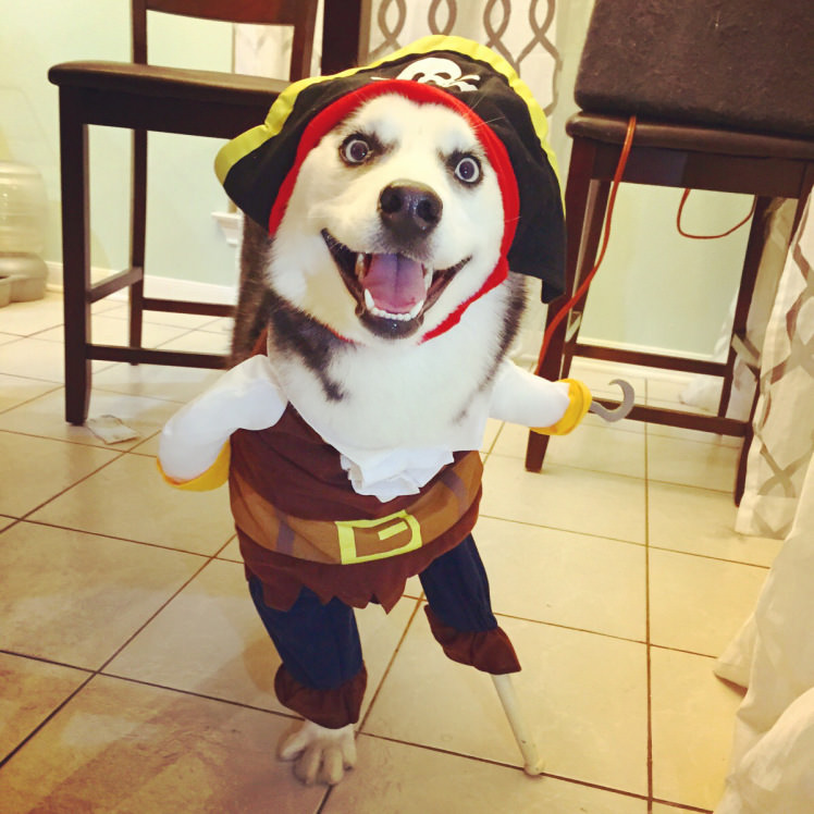 A Three Legged Pirate Dog & 11 Other Pets Who Won Halloween This Year