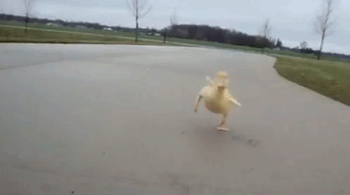 baby-running-duck-chase