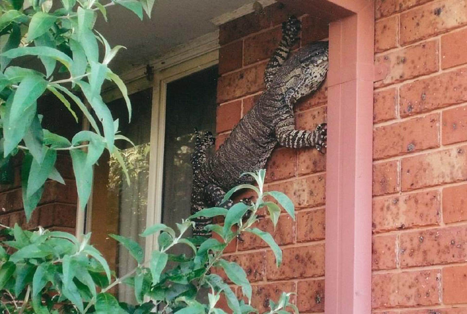5 Foot Long Giant Monitor Lizard Freaks Away House Owner – No Not Photoshopped