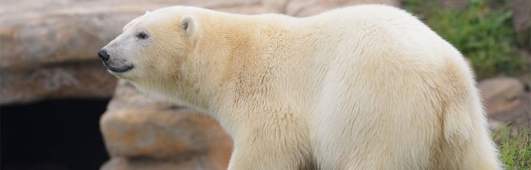 You NEED To Go And Visit These Polar Bears In Scotland
