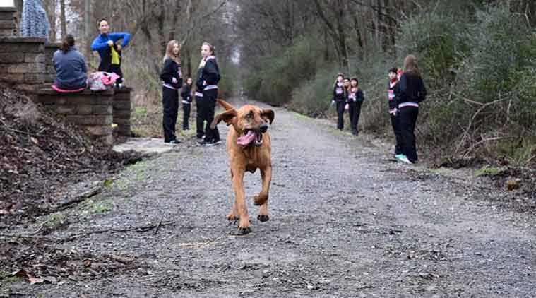 Dog on Pee Patrol Accidentally Enters Marathon – Comes 7th