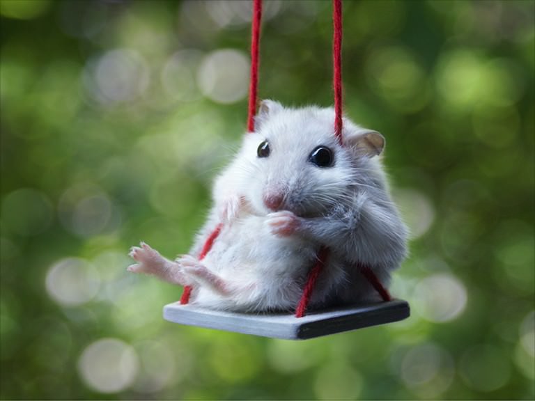 9 Reasons Why We All Must Own A Hamster – #5 is Pure Fun!