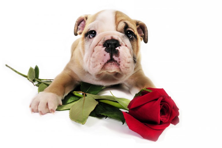 Cutest Pet Pics To Steal Any Hearts This Valentines