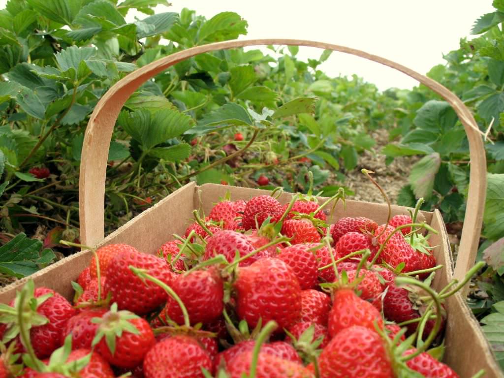 strawberrypickingbasket