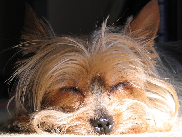 11 Reasons That Will Convince You That Yorkshire Terriers Are The Best Dog Breed