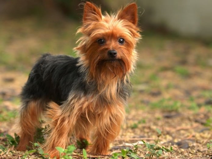 11 Reasons That Will Convince You That Yorkshire Terriers Are The Best ...