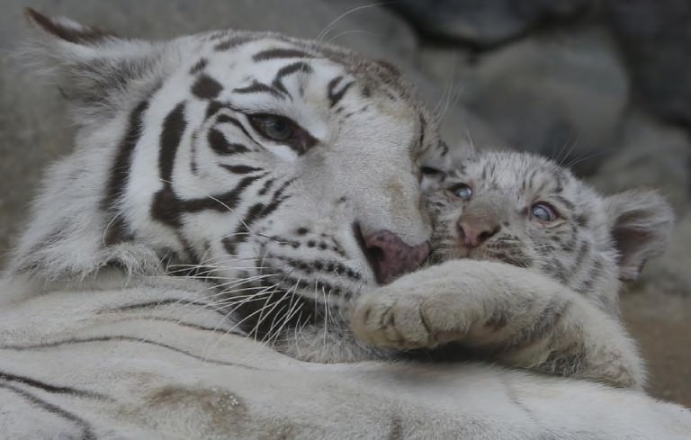 These Rare White Tiger Cubs That Have Been Born Will Steal Your Heart!